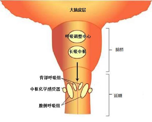 人有可能通过憋气自杀吗？