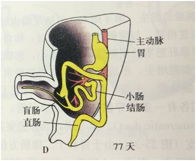 生来就是一个吃货｜浮想联翩解剖学第二弹