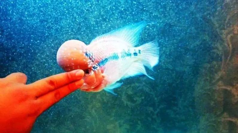 这几种鱼不建议食用,这六种鱼不能人工养殖
