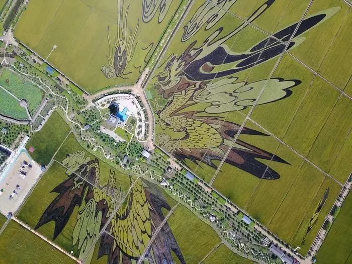 沈阳有稻梦空间吗,沈阳稻梦空间的水稻