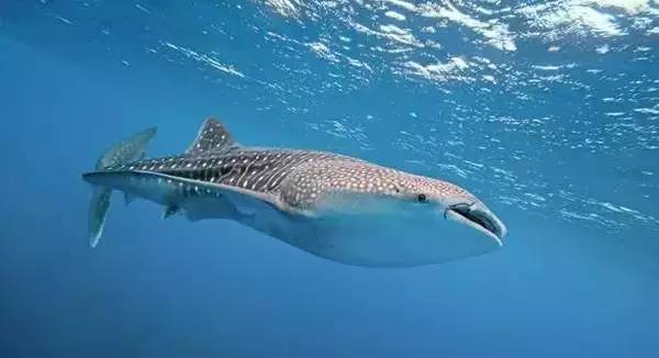 船宿潜水要什么水平,从零开始的潜水教练