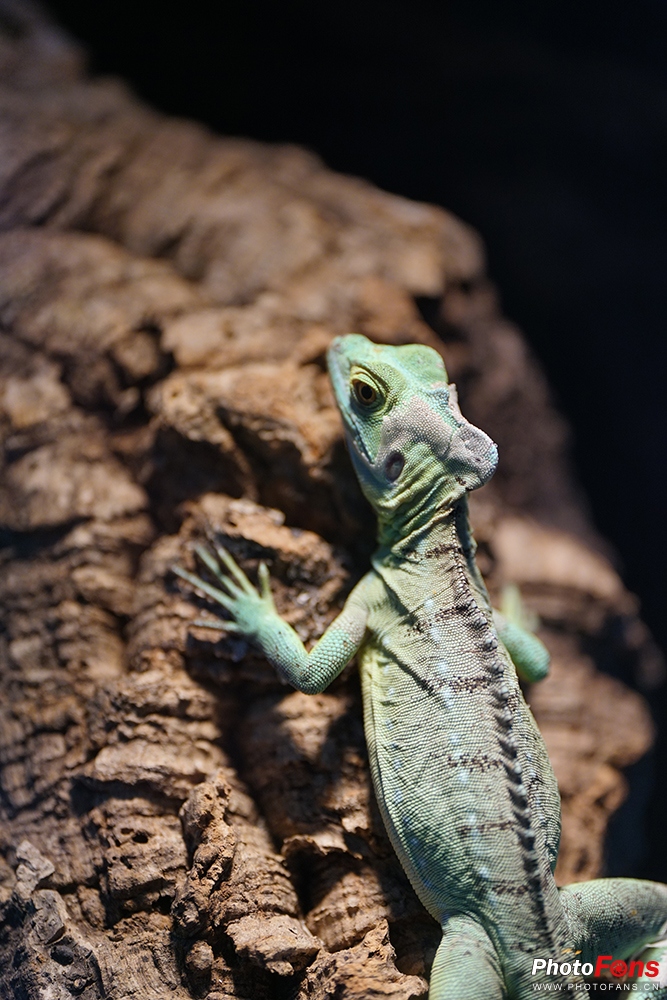 钄″徃batis50-1.4闀滃ご璇勬祴,钄″徃batis18f2.8娴嬭瘎