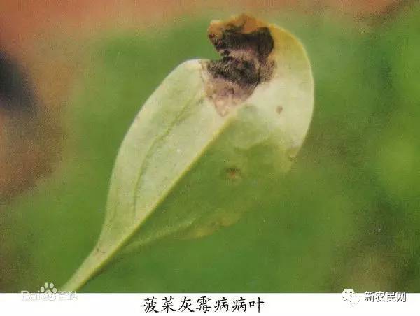 大棚菠菜病害如何管理,怎样防治菠菜的叶斑病