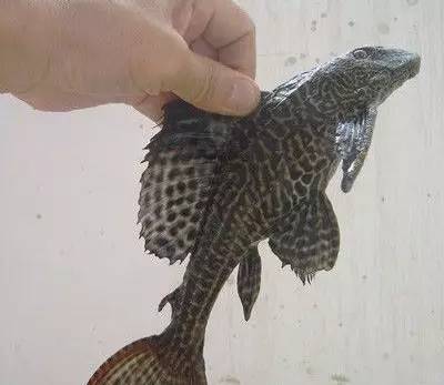 这几种鱼不建议食用,这六种鱼不能人工养殖