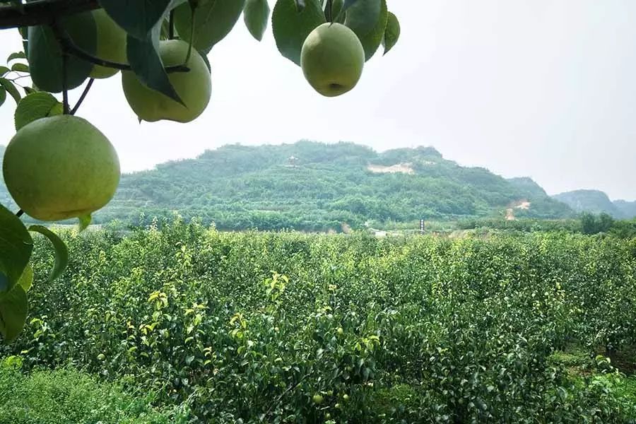 孟津土特产有哪些图片和名字,孟津特产必买清单