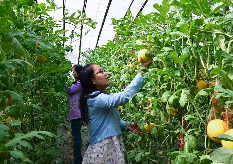 孟津土特产有哪些图片和名字,孟津特产必买清单