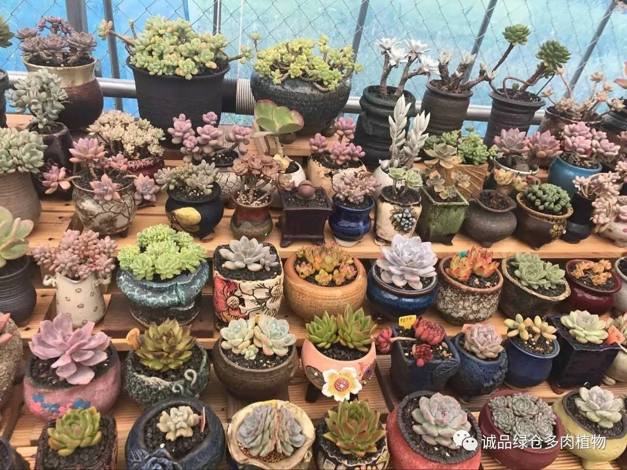 秀肉肉｜本周韩国肉肉直播图集