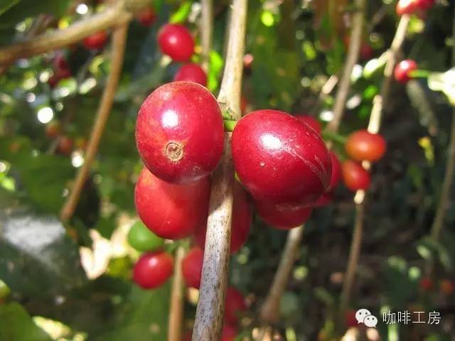 单品咖啡和意式咖啡,咖啡品种科普