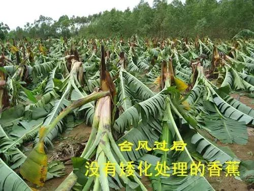 台风天天都有吗,香蕉防台风措施