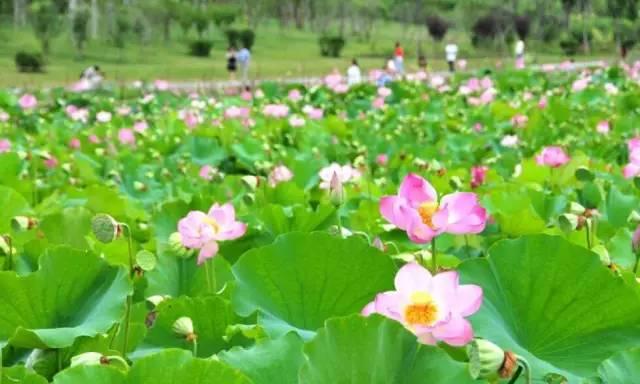 红河谷一日游最佳攻略,红河谷旅游攻略11月一日游