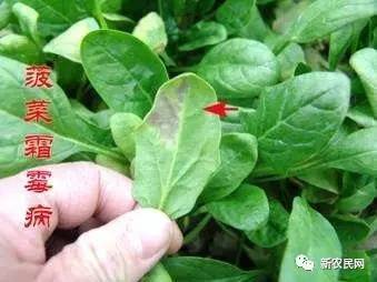 大棚菠菜病害如何管理,怎样防治菠菜的叶斑病