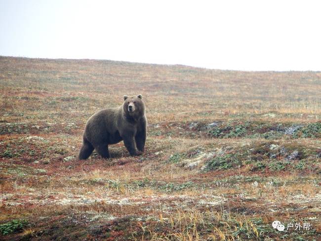 假如你在野外遇到熊,如果在野外碰到熊应该怎么办