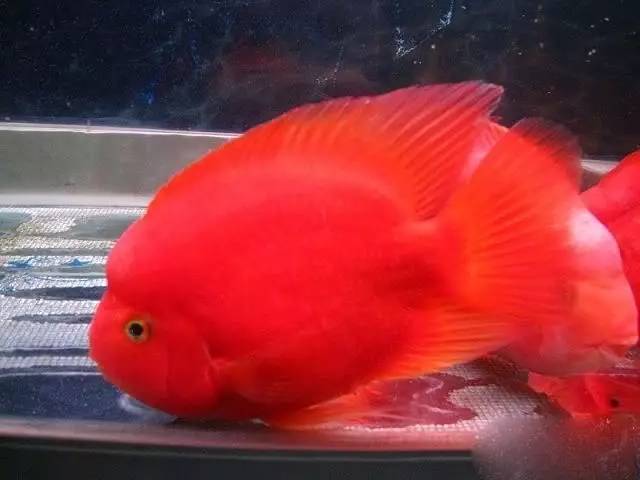 这几种鱼不建议食用,这六种鱼不能人工养殖