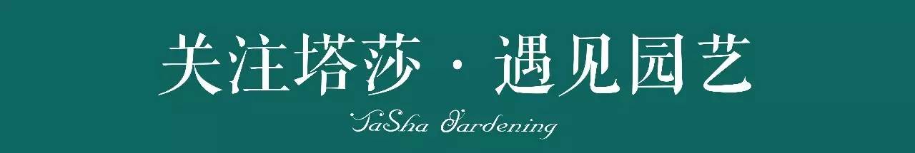 生石花的种子是自己的品种吗,生石花像丝绒一样的是什么品种