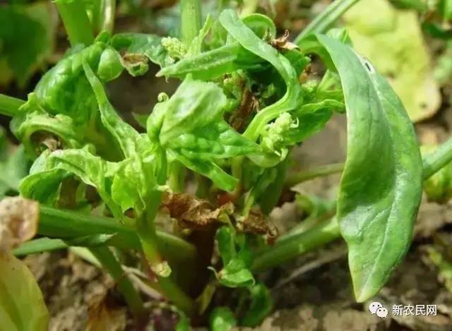 大棚菠菜病害如何管理,怎样防治菠菜的叶斑病