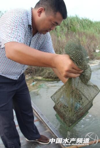 小龙虾属于什么养殖方法,小龙虾怎么养殖个头大