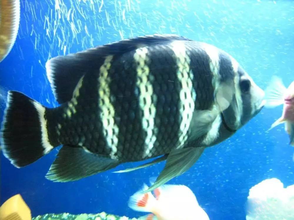 这几种鱼不建议食用,这六种鱼不能人工养殖