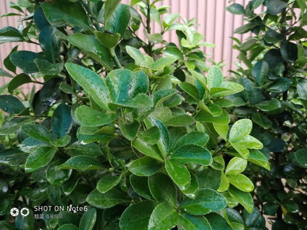 魅蓝note6拍照为什么那么好看,魅蓝note6拍照好吗