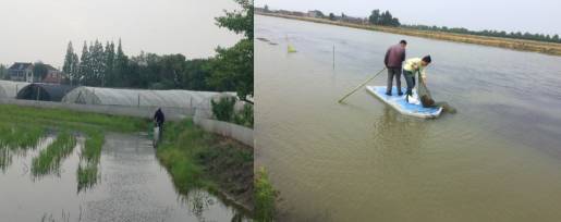 小龙虾最新现状,小龙虾的发展情况