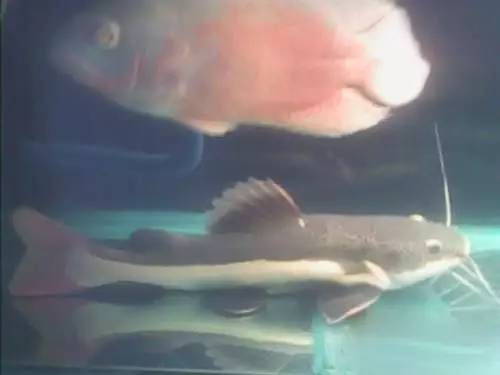 这几种鱼不建议食用,这六种鱼不能人工养殖