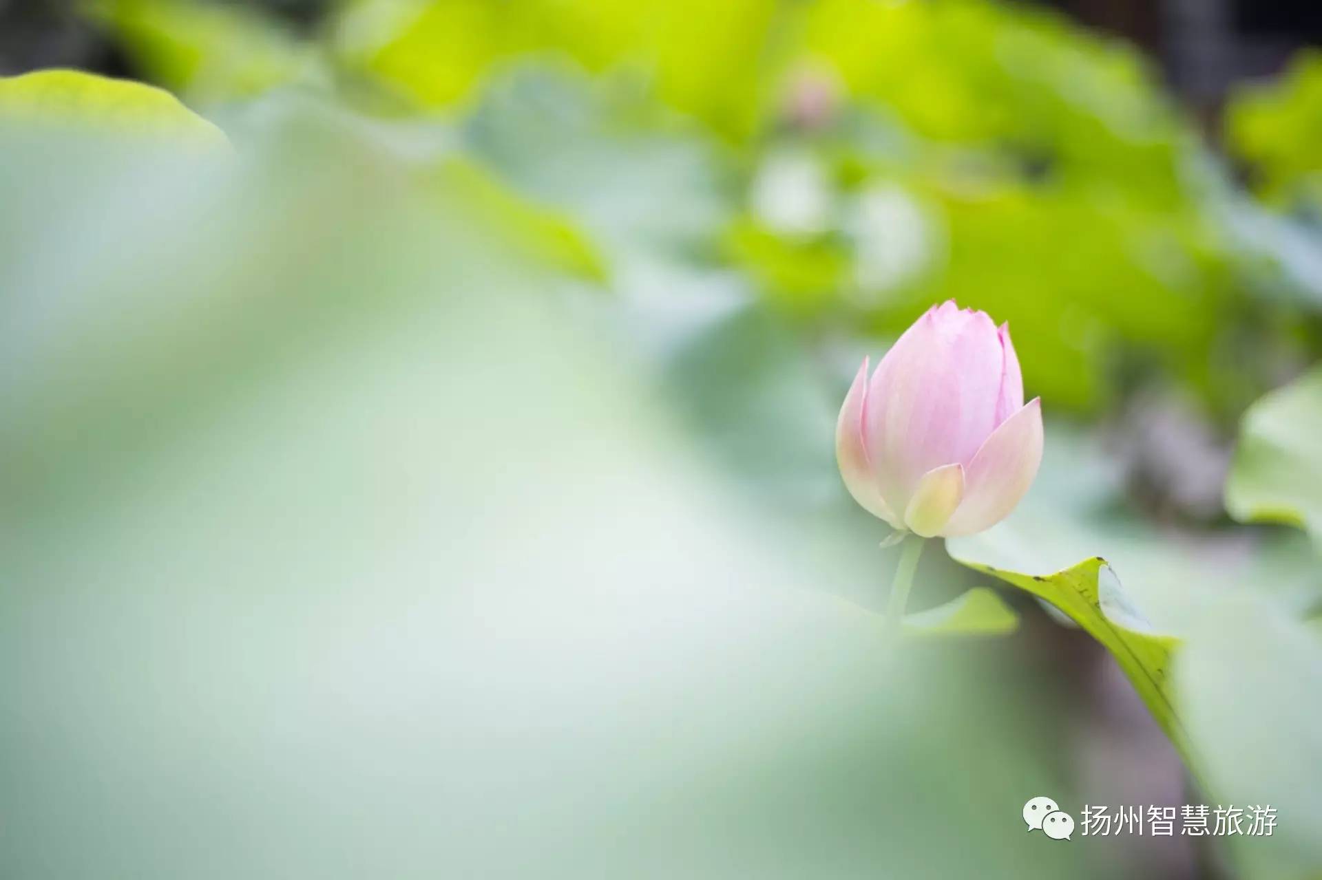 烟雨小巷人家,扬州烟雨蒙蒙小视频