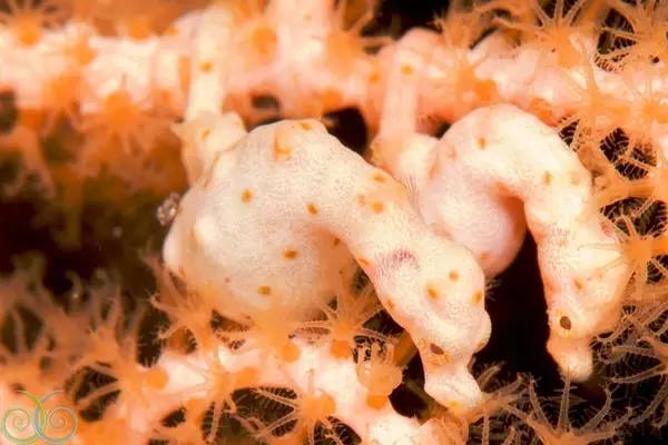 船宿潜水要什么水平,从零开始的潜水教练