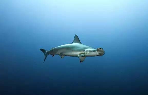 船宿潜水要什么水平,从零开始的潜水教练