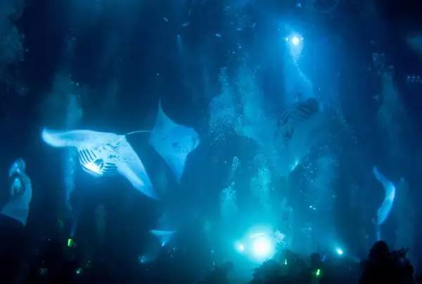 船宿潜水要什么水平,从零开始的潜水教练