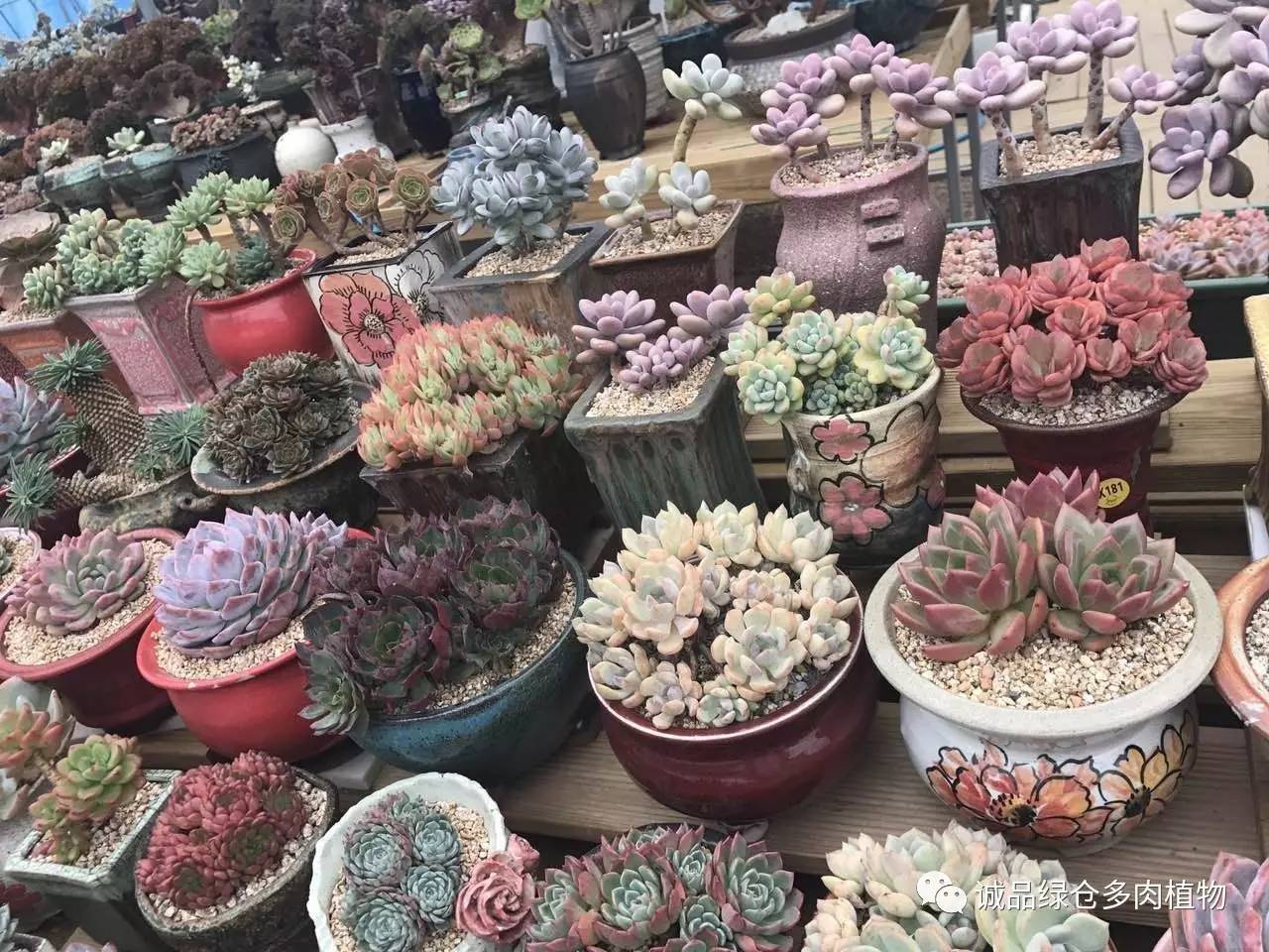 秀肉肉｜本周韩国肉肉直播图集