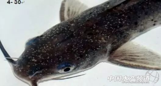 传染快，流行广，危害大！不用慌，一文教你对付白点病