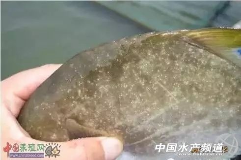 传染快，流行广，危害大！不用慌，一文教你对付白点病