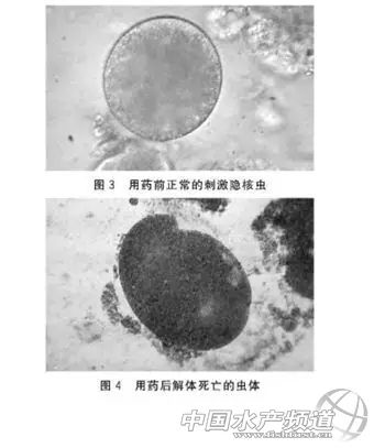 传染快，流行广，危害大！不用慌，一文教你对付白点病
