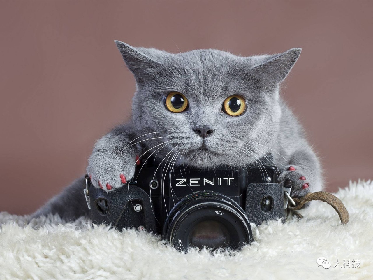 碰到动物如何自救,遇到动物怎么办