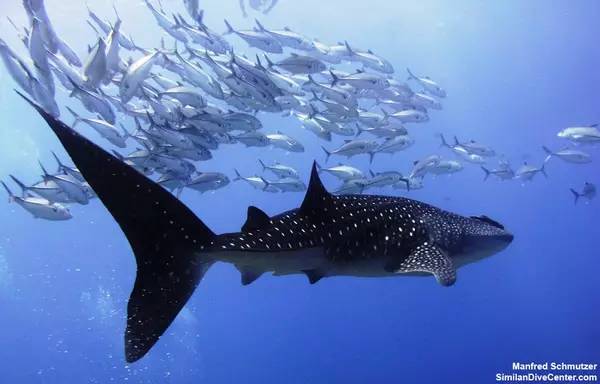 船宿潜水要什么水平,从零开始的潜水教练