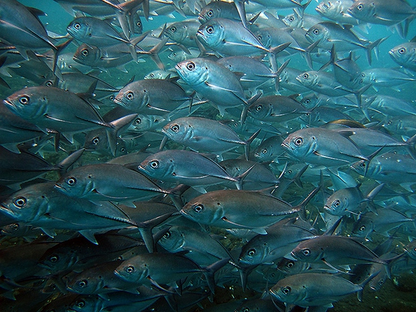 船宿潜水要什么水平,从零开始的潜水教练