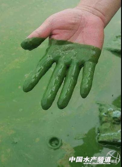 蓝藻最好的克星,蓝藻最好的解决方法