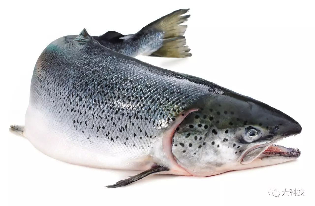 碰到动物如何自救,遇到动物怎么办