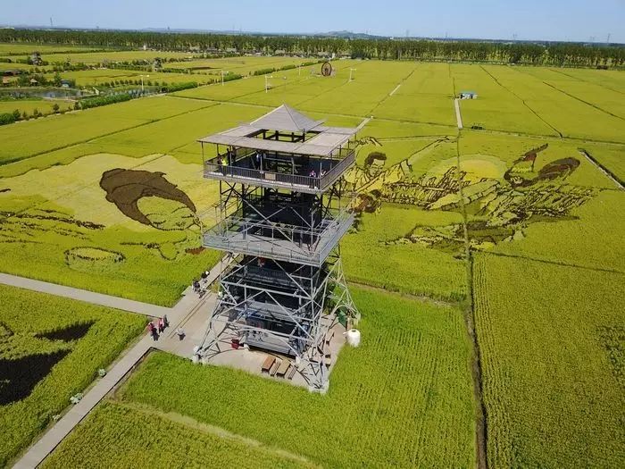 沈阳有稻梦空间吗,沈阳稻梦空间的水稻