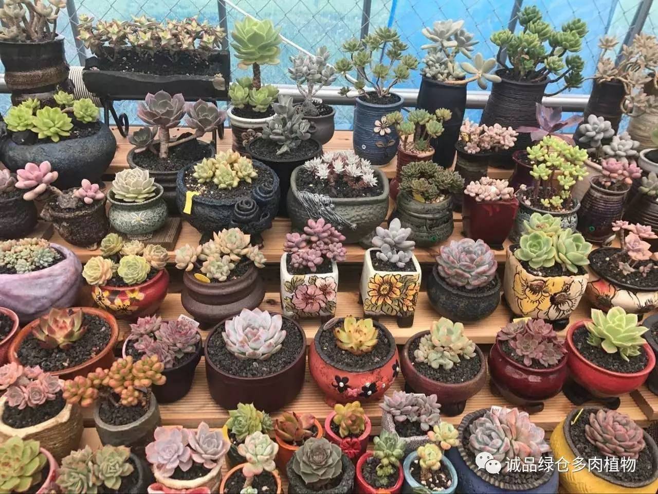 秀肉肉｜本周韩国肉肉直播图集