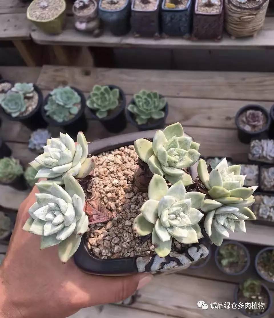 秀肉肉｜本周韩国肉肉直播图集