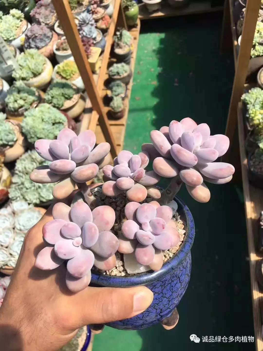 秀肉肉｜本周韩国肉肉直播图集