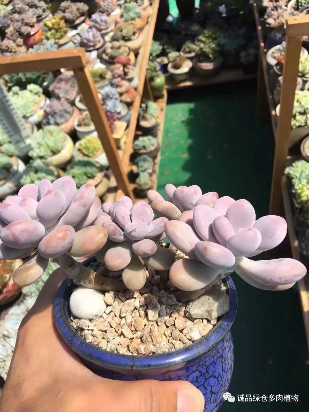 秀肉肉｜本周韩国肉肉直播图集