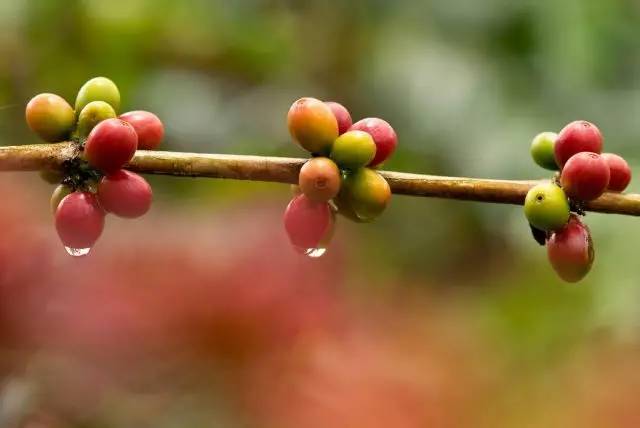 单品咖啡和意式咖啡,咖啡品种科普