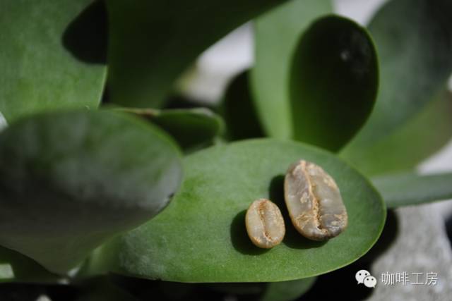 单品咖啡和意式咖啡,咖啡品种科普