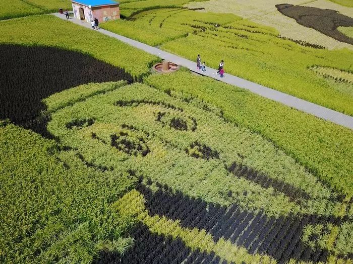 沈阳有稻梦空间吗,沈阳稻梦空间的水稻