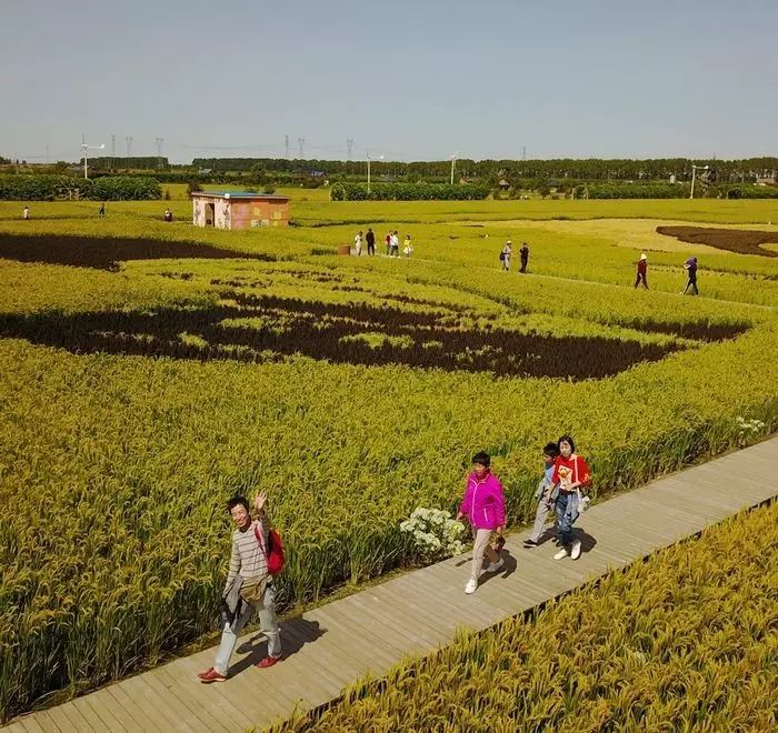 沈阳有稻梦空间吗,沈阳稻梦空间的水稻