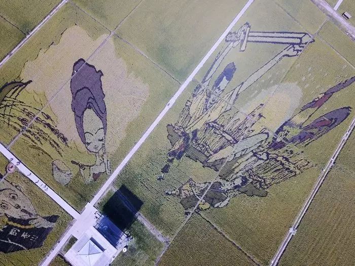 沈阳有稻梦空间吗,沈阳稻梦空间的水稻