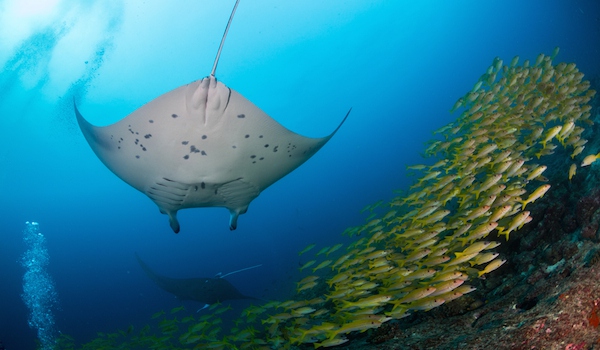船宿潜水要什么水平,从零开始的潜水教练
