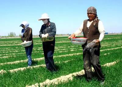 过度使用肥料会造成什么后果,过度施用氮肥对土壤的危害