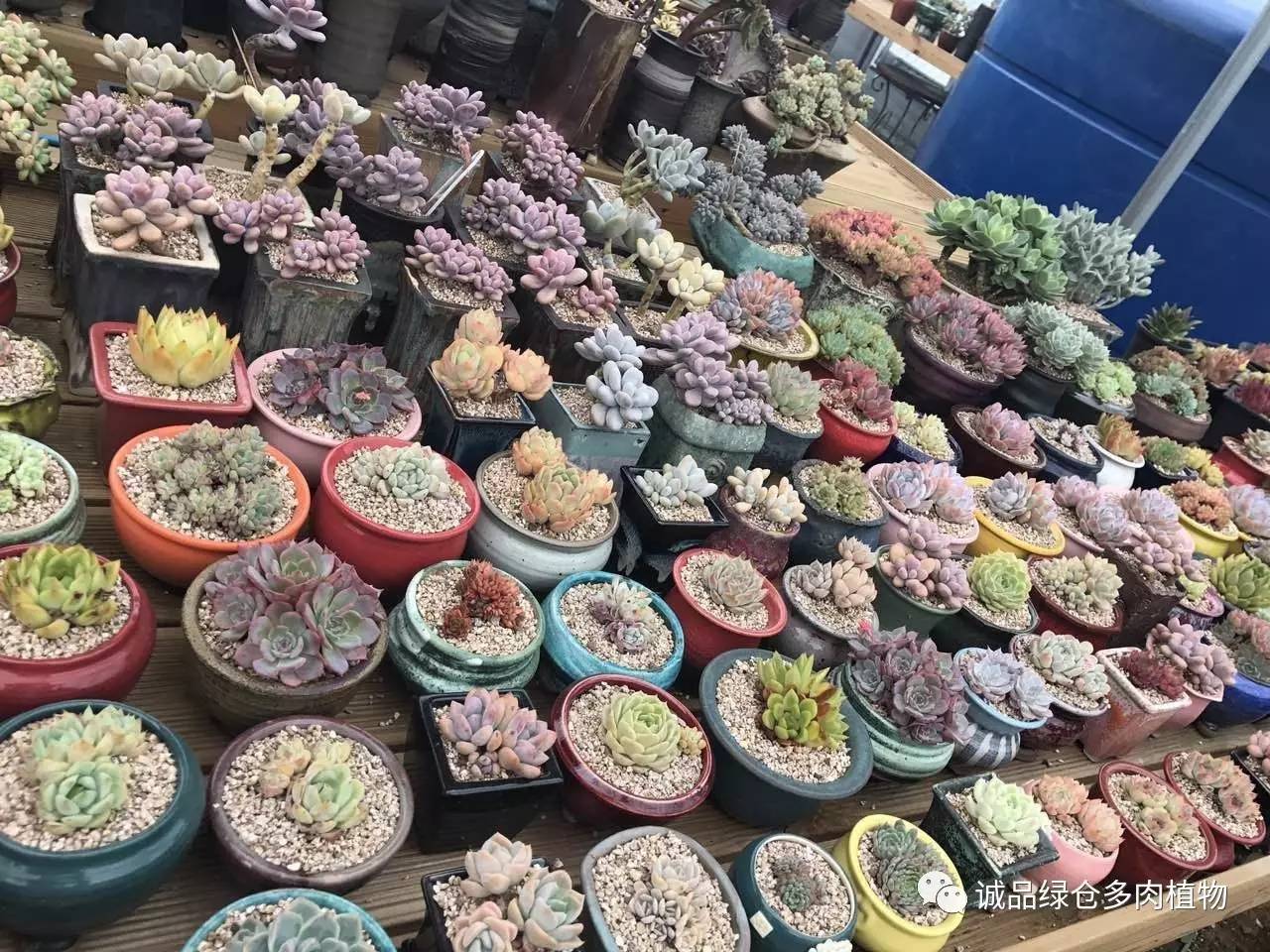 秀肉肉｜本周韩国肉肉直播图集